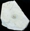 Rare Cyphaspis Christyi - Waldron Shale - Indiana #12255-3